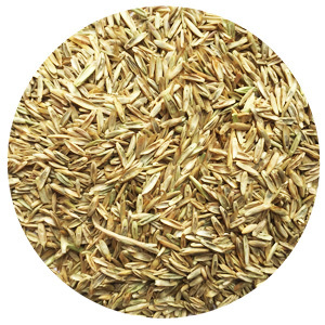 rye grass seed