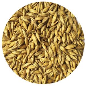 barley grass seeds