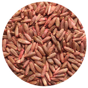 grass seeds