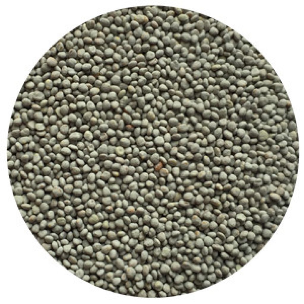 cloverladinowhiteci Green Seed Ag, LLC