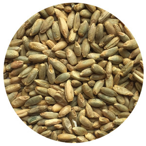 cereal-rye-vns