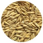Termination of Cover Crop