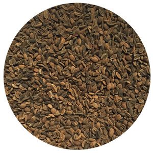 Phacelia seeds