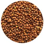 radish defender seeds