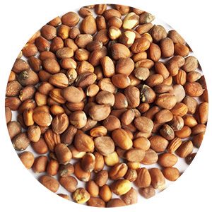 radish seeds