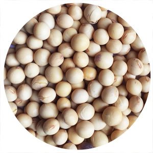 soybeans