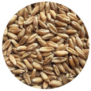 indiana seeds