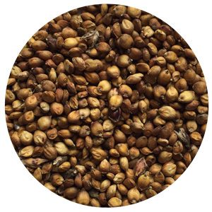 wheat seeds