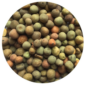 winter-pea-austrian winter pea seeds